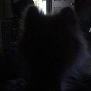 Meet your Posher, Steve